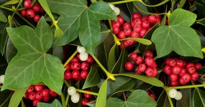 Why Has the Hymn 'The Holly and the Ivy' Lasted So Long?