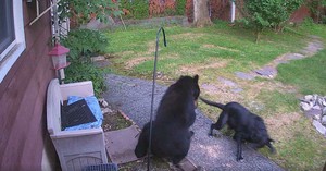 Fearless Dog Chased Bear from Neighbor’s Yard and Security Cameras Caught the Whole Thing