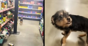 Man Spots a Dog in Dollar General, Then Realizes the Poor Pup Is All Alone