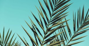 5 Powerful Ways Palm Sunday Reminds Us Jesus is the King of Kings