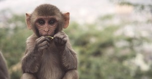 New Research Shows Human and Chimp DNA Far Less Alike Than Claimed