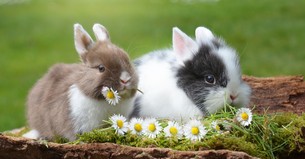 Is it Okay for My Child to Believe in the Easter Bunny?