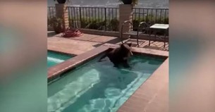 Bear Trying to Beat the Heat Goes Swimming in a Pool and Causes Quite a Stir