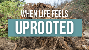 When Life Feels Uprooted | Your Nightly Prayer