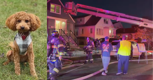 2-Year-Old Mini Goldendoodle Alerts Family of House Fire Saving Their Lives