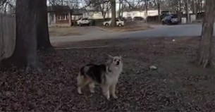 Dog Leads Louisville Police Straight to Missing 3-Year-Old: ‘A Blessing from God’