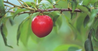 Become a Fruit-Bearing Christian