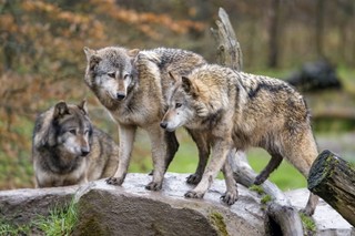 Bible Verses about Wolves 