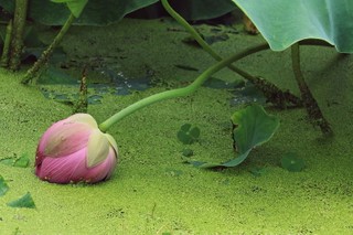 Bitterness in the Bible