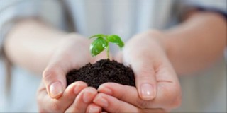 The Best Time to Plant a Tree
