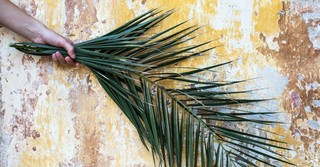 Why Do Christians Celebrate Palm Sunday?