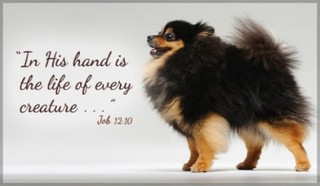 Job 12:10