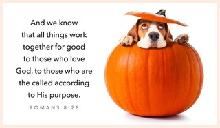 Romans 8:28