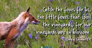 Catch Those Little Foxes - Crosswalk Couples Devotional - May 20