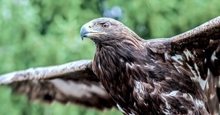 Let Down Your Wings - Streams in the Desert - June 17