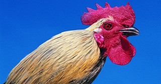 When Your Rooster Crows - Girlfriends in God - February 23, 2015