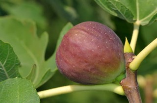 How Did the Fig Tree Wither So Quickly?