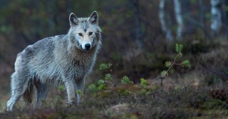 How to Beware of the "Wolf in Sheep's Clothing"