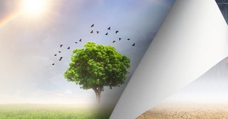 What Does it Mean ‘The Whole of Creation Has Been Groaning Together’?