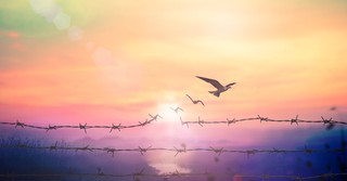 freedom redemption from a reprobate mind birds breaking through barbed wire