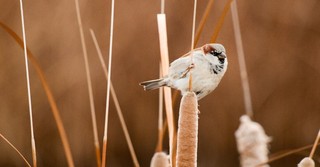 sparrow perched on a reed