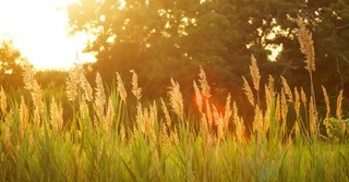 August Bible Verses: Daily Scriptures for the Month