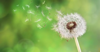 Follow the Wind - The Crosswalk Devotional - August 1