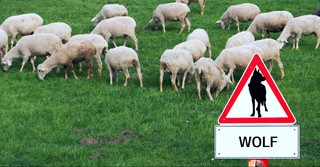 The Meaning of a ‘Wolf in Sheep’s Clothing’ with Modern Examples