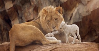 How Is Jesus Both the Lion and the Lamb?