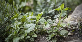 What Did Jeremiah Mean by 'There Is Balm in Gilead'?