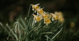 bunch of daffodil flowers