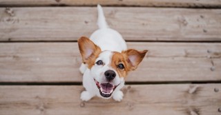 What Does the Bible Say about Caring for Animals?
