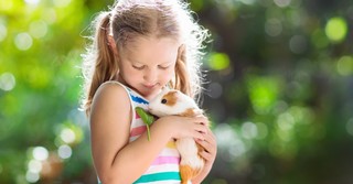 Little girl holding a pet guinea pig