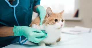 Scared cat at the vet