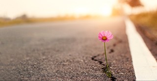 Purple flower growing in the road