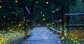 Fireflies flying over a wooden path