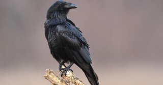 A raven sitting on a piece of wood