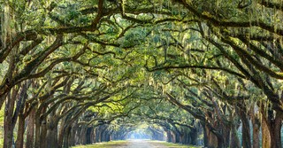 What Are the Oaks of Righteousness and Why Do They Give Us Hope?