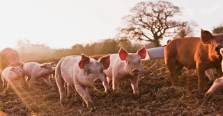 A group of pigs on a farm