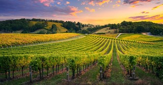 Who Are the Workers in the Parable of the Vineyard?