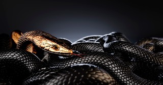 Who Was Jesus Calling a ‘Brood of Vipers’? 