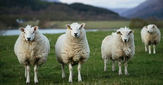 Sheep, Jesus the Good Shepherd