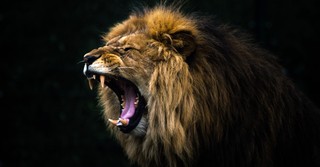 A lion roaring