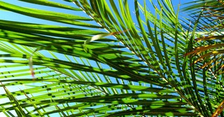 What Is Palm Sunday? - Bible Story and Meaning Today