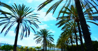 The Gospel of Palm Sunday - Easter Devotional - April 13