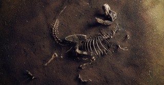 Dinosaurs in the Bible: What Does Scripture Say?
