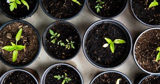 4 Ways the Parable of the Sower Encourages Spiritual Growth