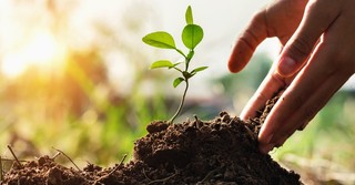What Does "If It Dies, It Produces Many Seeds" Mean?