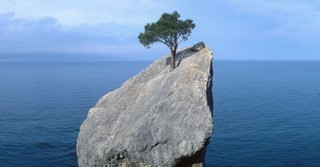 tree on rock surrounded by water