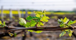 What Does the Bible Mean By 'Little Foxes Spoil the Vine'?